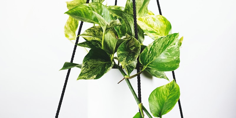 世界杯决赛后阿根廷队更衣室庆祝的欢乐场面